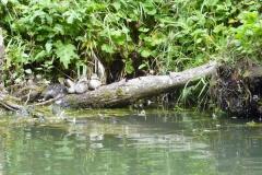 Pegnitz_23